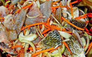 Чтобы вырастить карпа, надо 3 года и 4 кг корма. Как выращивают рыбу в Любани