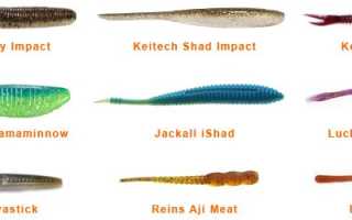 Съедобка слаги: интересные факты и рецепты