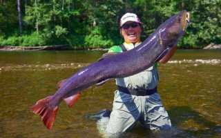 Загадочный таймень — среда обитания, виды и секреты ловли речного великана