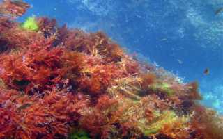 Важные ресурсы черного моря