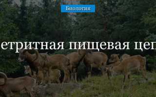 Детритная пищевая цепь для океана