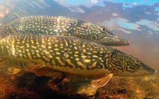 Ловля щуки на спиннинг в апреле