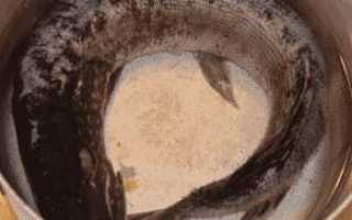 Заливное из щуки