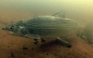 Рыба «Сиг» фото и описание