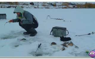 Ловля налима зимой на жерлицы