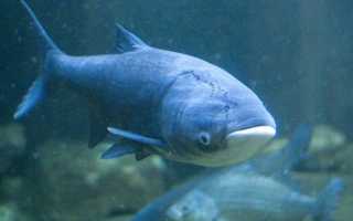 На что ловить толстолобика – снасти и приманки