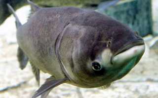 Толстолобик: польза и вред