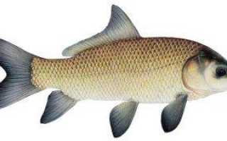 Большеротый буффало: биологические особенности и способы ловли этой рыбы