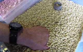 Хранение опарыша для рыбалки