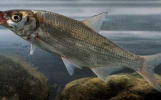 Вомер рыба. Описание, особенности, виды и среда обитания вомера