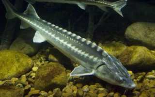 Возраст рыбы по чешуе. Детский экспериментальный проект «Как определить возраст рыбы