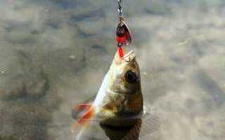 Ловля окуня на спиннинг