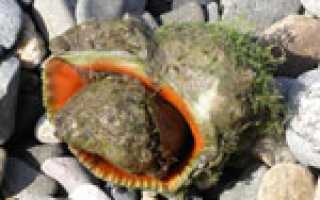 Морские растения черного моря названия