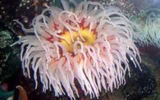 Мировой океан растительный мир