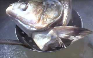 Уха из толстолобика самая вкусная – рецепт в домашних условиях с фото