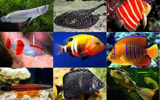 К чему снится женщине аквариум с рыбками: девушке, замужней, беременной – толкование по разным сонникам