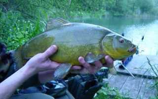 Рыба «Павлиний окунь ленточный» фото и описание