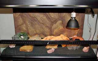 Содержание леопардового эублефара в домашних условиях