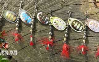 Блесна на форель: критерии подбора спиннинговых приманок