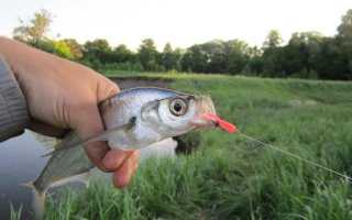 Как ловить чехонь на спиннинг?
