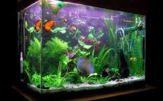 Нитчатые водоросли: стадии развития, размножение, как удалить из аквариума?