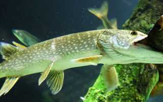 Ловля щуки на живца: советы и рекомендации