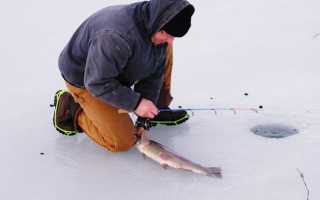 Грамотная ловля форели на жерлицы зимой: от монтажа поставуши до техники ловли