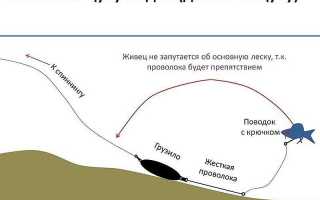 Ловля судака на живца с берега и подготовка оснастки
