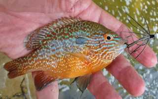 Откуда к нам попал солнечный окунь