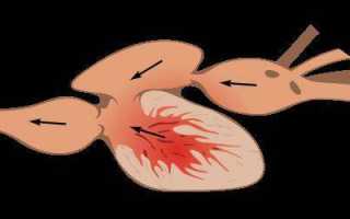 Как дышат рыбы