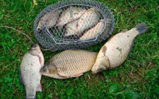 Караси ранней весной 2019. Прогноз активности клева