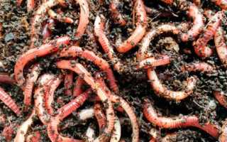 Наживки для рыбалки: советы и рекомендации