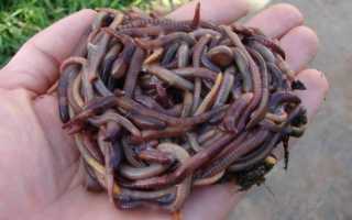 Мотыль для рыбалки — секреты и хитрости как правильно добывать, хранить и насаживать для ловли различных видов рыб (125 фото + видео)