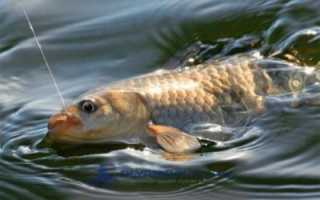 Когда карась клюет лучше всего? Рекомендации рыболовам в 2019 году