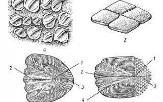 Как можно определить возраст рыбы