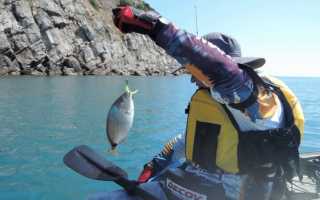 Морской карась (ласкирь) — описание рыбы и особенности ловли