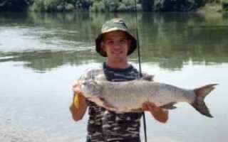 Жерех — распространенная рыба наших рек, но вот добыть его под силу далеко не каждому