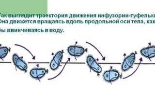 Разведение и выращивание инфузории туфельки в домашних условиях