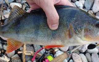 Спиннинговые приманки для окуня