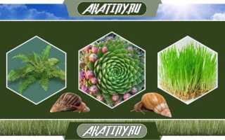 Террариум для ахатин. Что нужно иметь и как его содержать