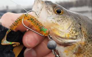 Съедобка на окуня для успешной рыбалки