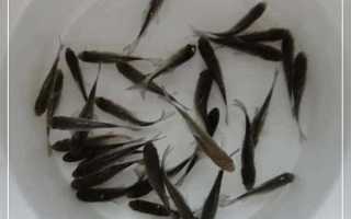 Зимние приманки, натуральные наживки и искусственные имитации для рыбалки