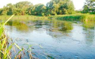 Как ловить голавля весной, летом, осенью и зимой: советы и рекомендации