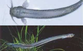 Рыбалка на Каме