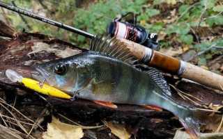 Как ловить окуня на спиннинг и на какие снасти