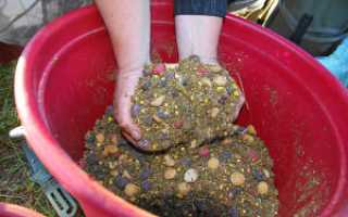 Ловим сазана на фидер – выбираем прикормки и насадки