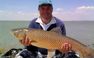 Снасти для ловли белого амура