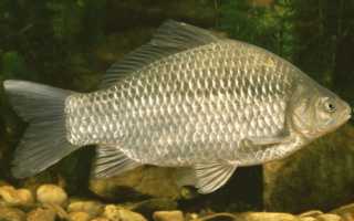 Как клюёт карась