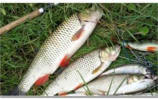 Ловля голавля на поплавок. Как поймать голавля на поплавочную удочку