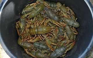 Раки и ловля раков